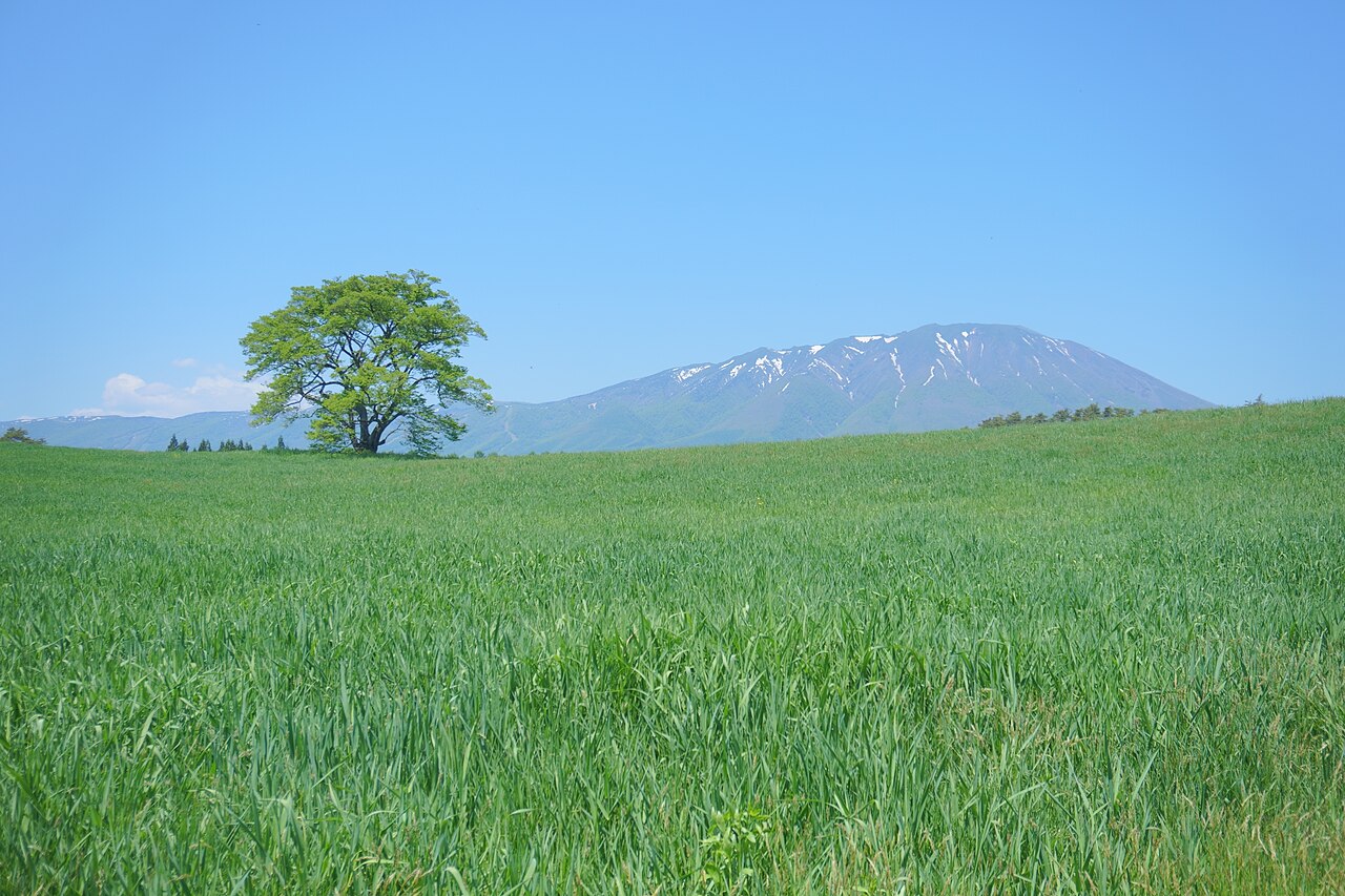 Koiwai Farm